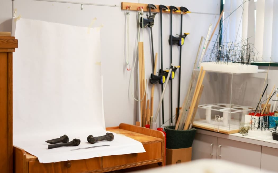 Most bones in storage abd too fragile for handling - three bones - two ends of a tibia, and a femur - were laid out.