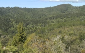 Wharekirauponga Forest.