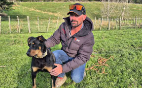 Dog triallist Chris Shaw and Miley, the 10-month-old Huntaway pup he's bred and is training to be a working dog.