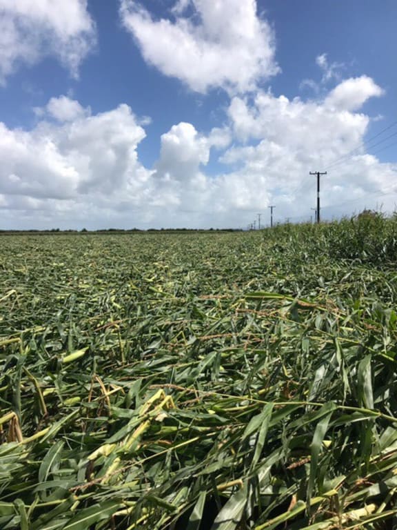 Maize crops flattened by Cyclone Gita