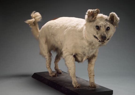 Stuffed kuri from Te Papa collections