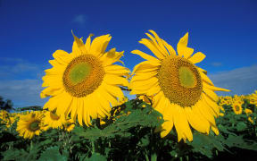 A field of sunflowers