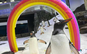Sphen (right) and Magic (front left) pose with a Pride rainbow at Sea Life Sydney Aquarium.