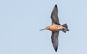 A portrait of a godwit against a blue sky. The bird's wings are outstretched and it is being shot from below. The wing feathers are white with black edging. The breast plummage is mottled brown-orange and white. The face is brown-orange, with a long straight, dark bill.
