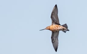 A portrait of a godwit against a blue sky. The bird's wings are outstretched and it is being shot from below. The wing feathers are white with black edging. The breast plumage is mottled brown-orange and white. The face is brown-orange, with a long straight, dark bill.