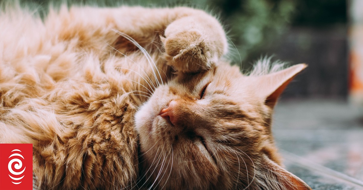 Compulsory microchipping and desexing of pet cats after Lower Hutt council vote - Vimarsana News