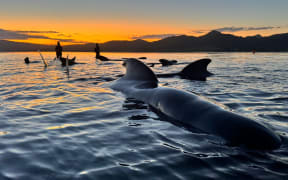 Whales stranded on Farewell Spit, Golden Bay.