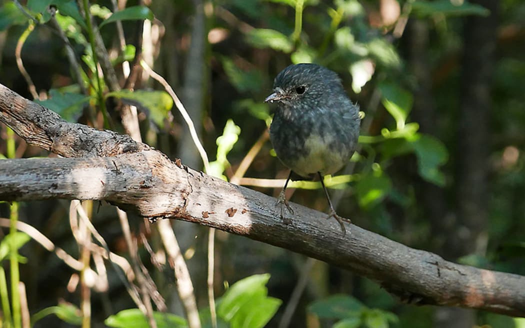 North Island robin on Moturua, a predator-free sanctuary in Ipipiri, the Bay of Islands