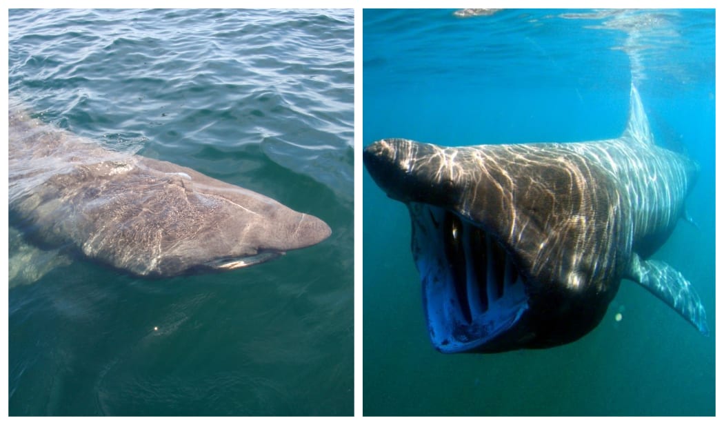 Basking Shark from above and underwater