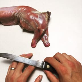 Rabbit