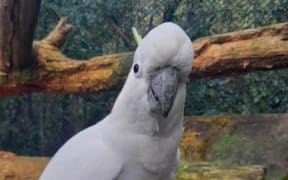 Pepper the Cockatoo