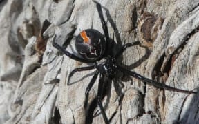 Katipo spider
