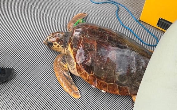 Turtle rescued on September 14 from Dumbéa, New Caledonia.