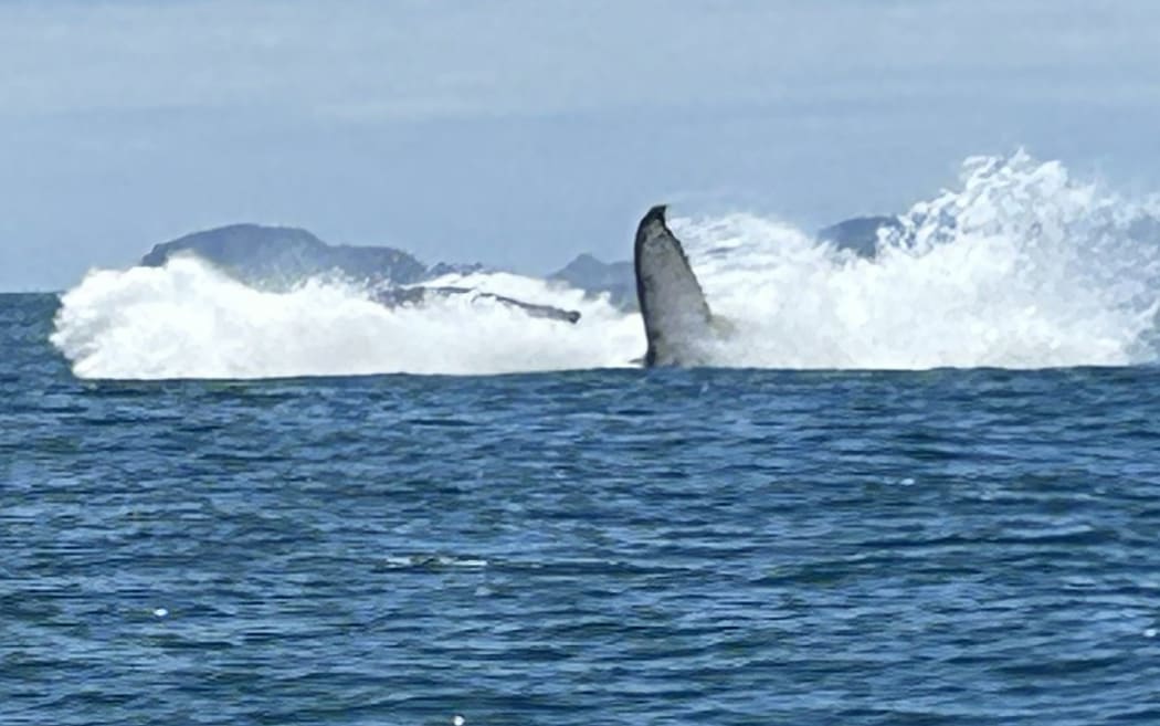 The humpback falls back into the ocean with a mighty splash.