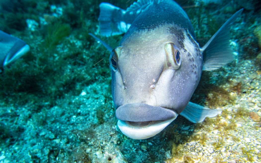 Blue Cod were the most common fish sighted, with breeding nurseries found at four sites.