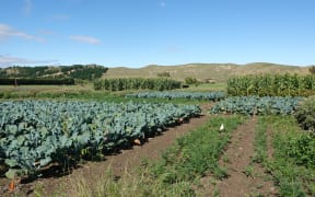 Broccoli, carrots, peas, and maize have been planted in a bid to find out if crops could thrive in silt-ridden land.