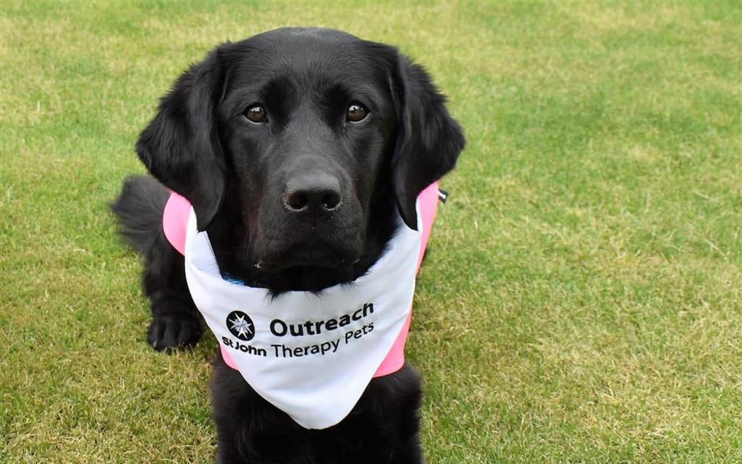 Isla the St John Outreach Therapy Dog