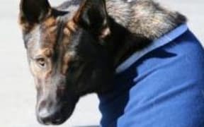 Police dog Thames.