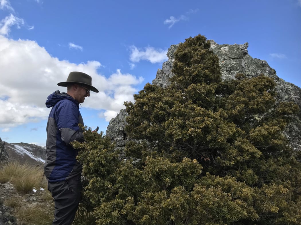 Ben Teele takes some clippings from a remnant Central Otago tōtara tree
