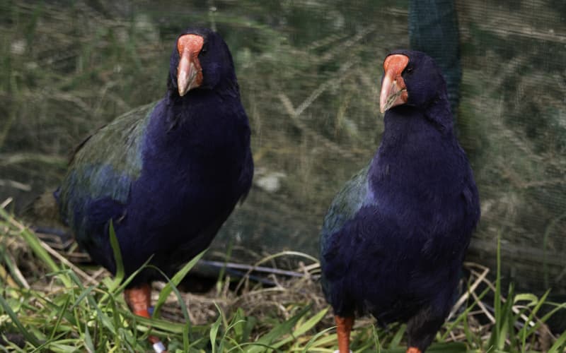 Two new takahē released at Zealandia in Wellington | RNZ