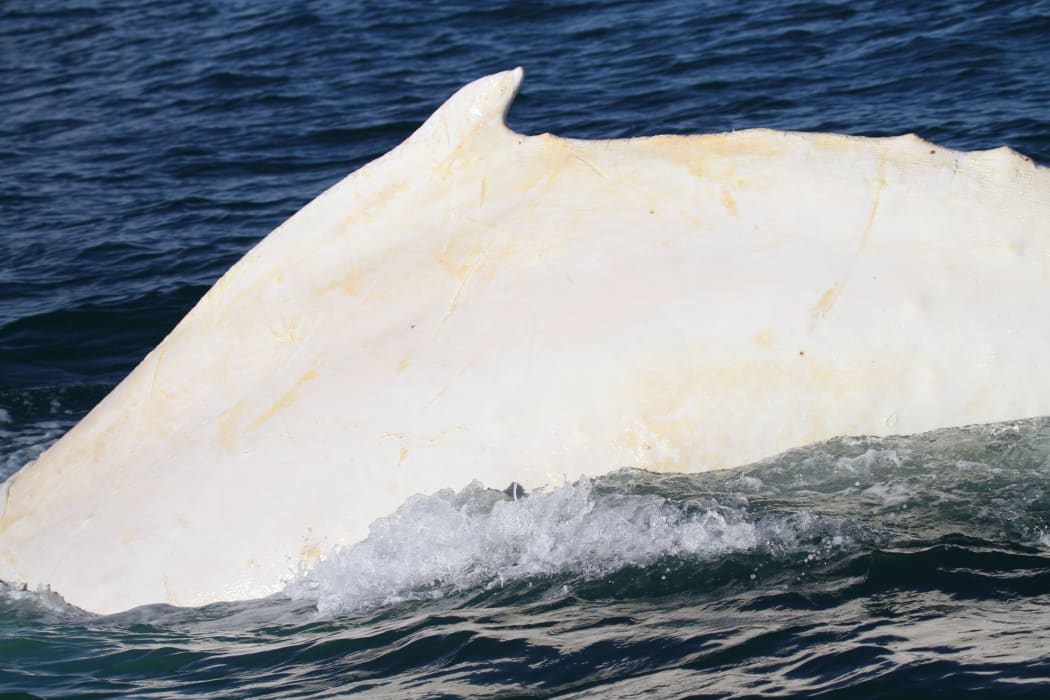 The white humpback seen in Cook Strait in July 2015 has been confirmed as Migaloo. It was the first sighting of the whale outside Australia where he has been spotted almost every year since 1991.