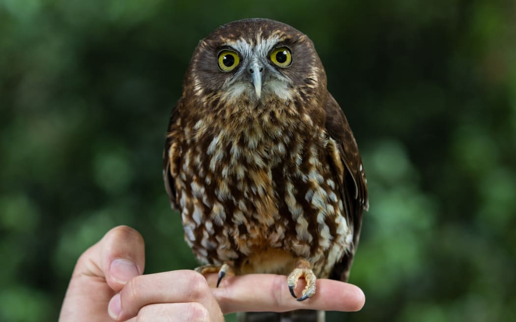 A ruru (morepork) at Queenstown Kiwi Birdlife Park.