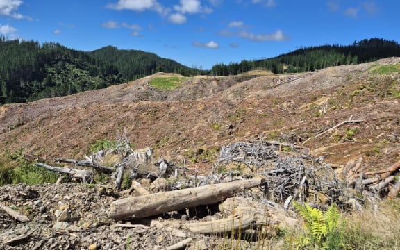 A harvesting site in the Waimata Valley near Gisborne.
