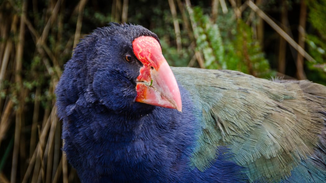 Takahe