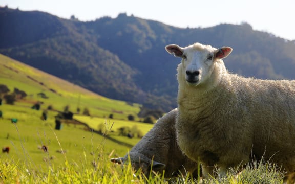 Sheep, Duder Regional Park in Winter, Auckland