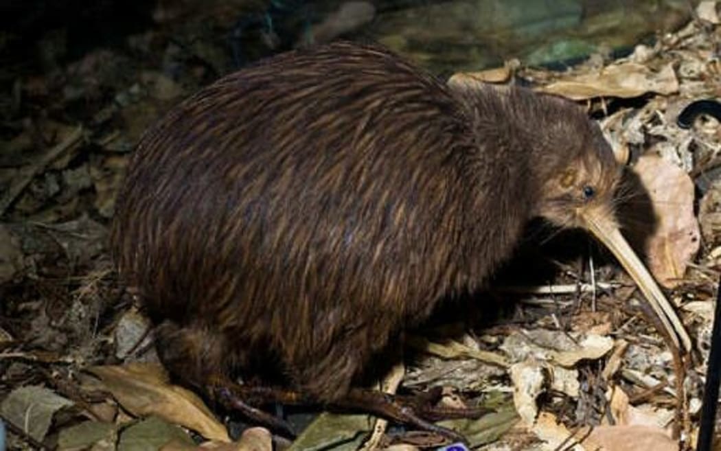 North Island brown kiwi