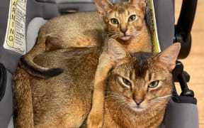 Two Abyssinian cats cuddled together