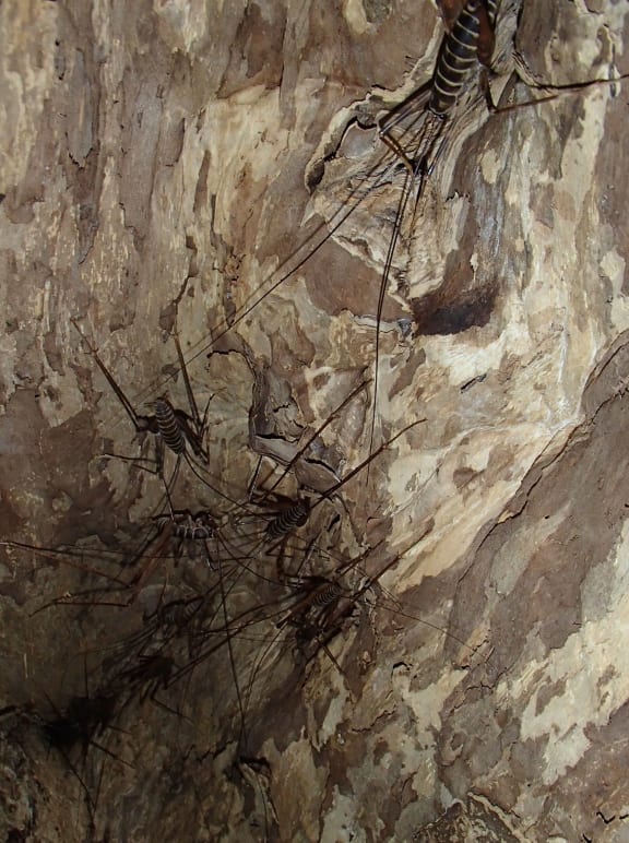 A colony of large cave wetas living in the base of a huge old puriri tree is just one of the natural features of Glenfern Sanctaury.
