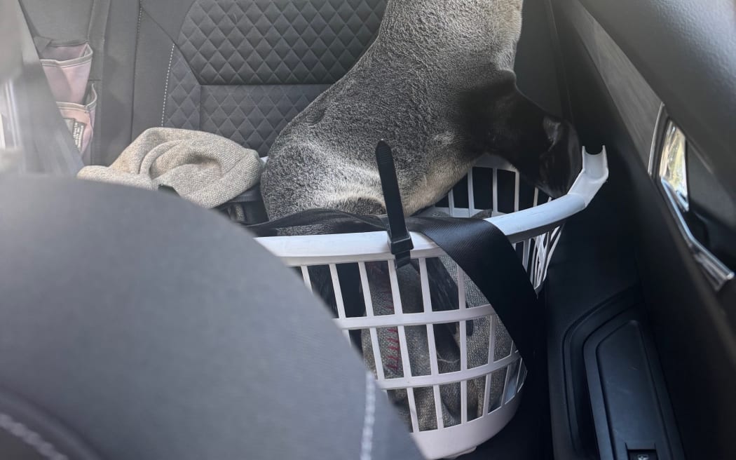 Police have rescued a seal pup who was found wandering on a Tasman highway - only for it to try escape again and get itself loose in the back of the police car.