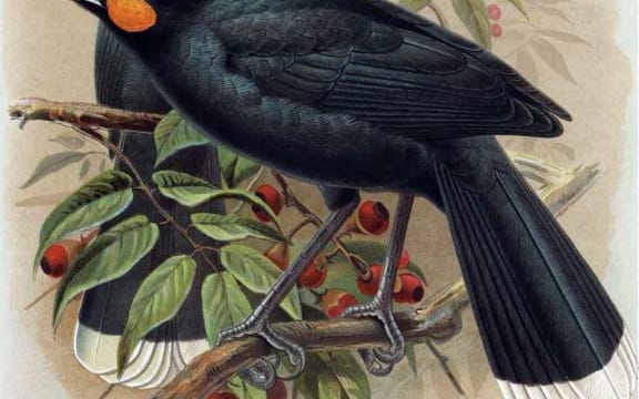 An illustration of a pair of Huia from A History of the Birds in New Zealand (1988)