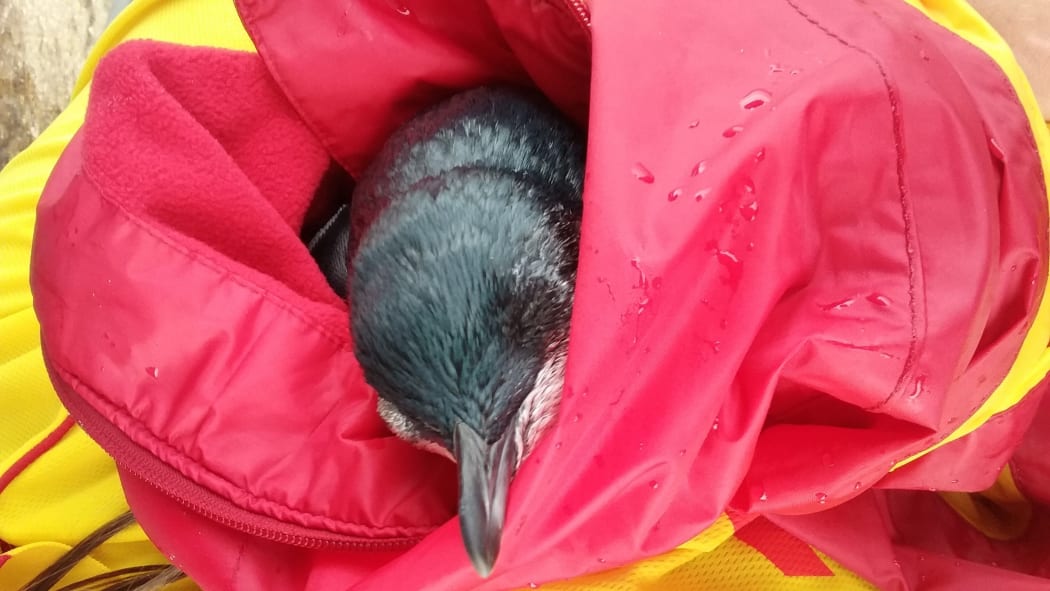 A penguin was rescued on New Year's Day at Takapuna Beach.