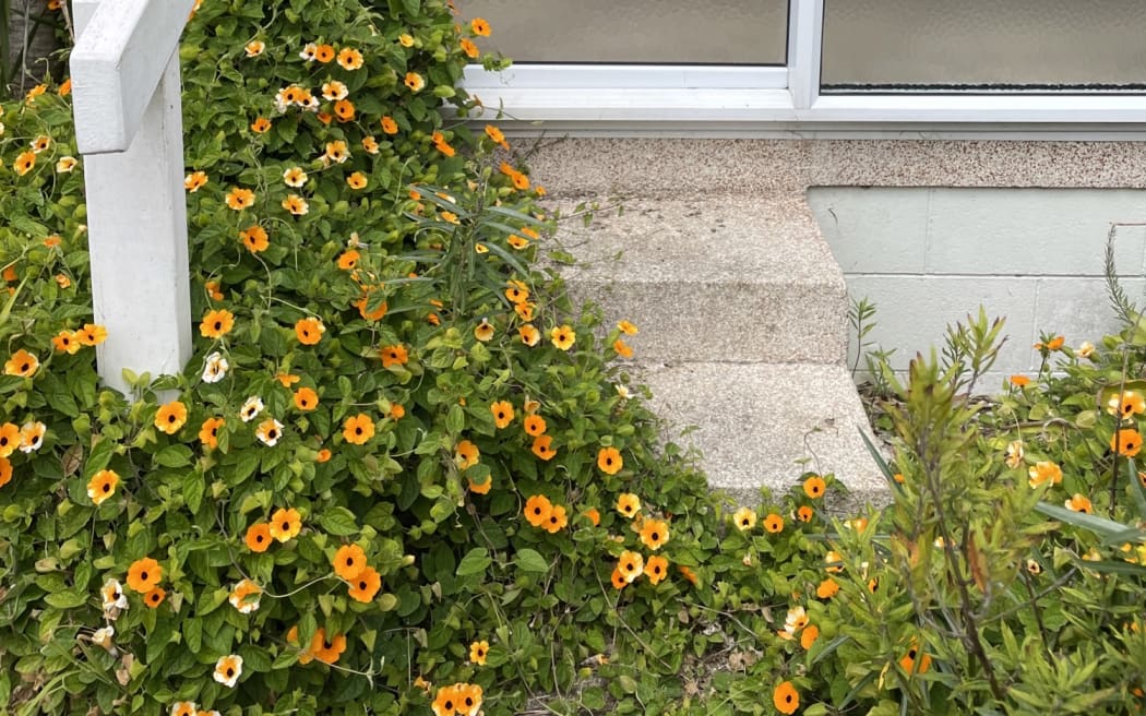 The steps to one unoccupied unit at the Sandringham block of Auckland Council flats for elderly residents is obscured by a creeper that has made its way to the front door.