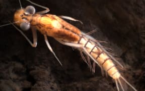 Aupouriella pohei