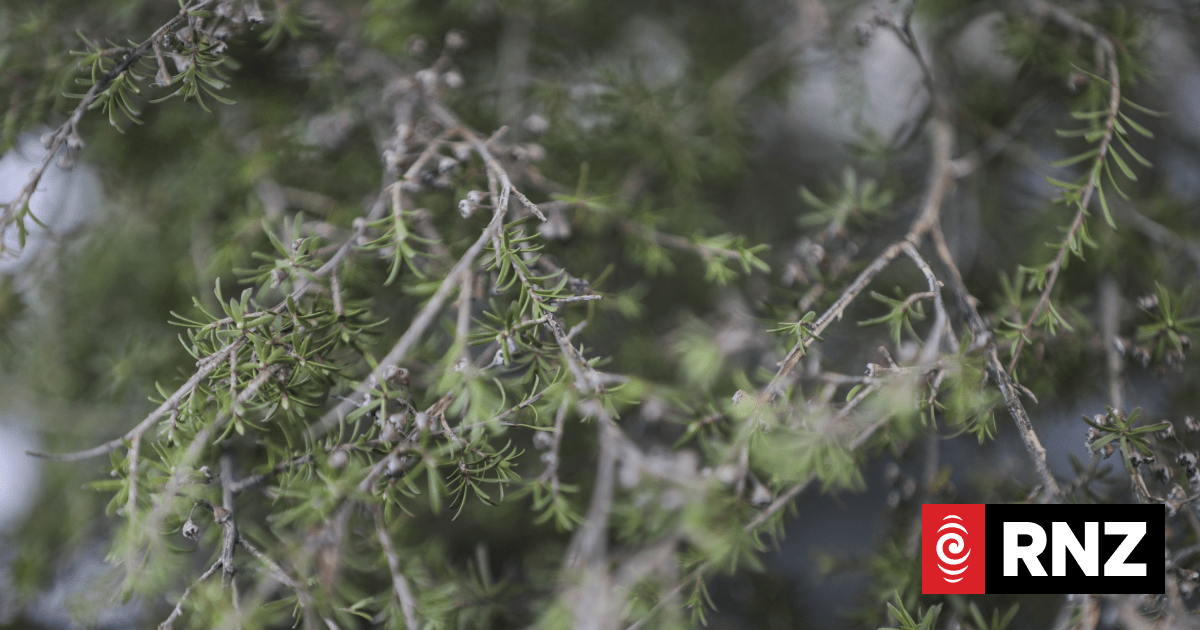 The Meaning of New Zealand's Trees | RNZ