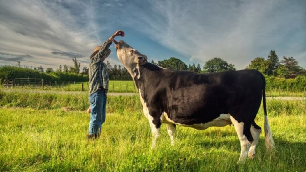 Andrew Johnstone with one of his cows.  Still from film "When the Cows Come Home"