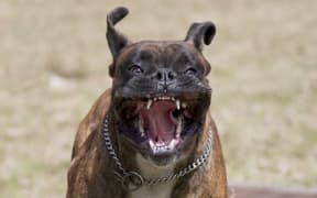 Dangerous dog, generic