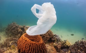 A torn plastic bag drifts over a tropical coral reef causing a hazard to marine life such as turtles.