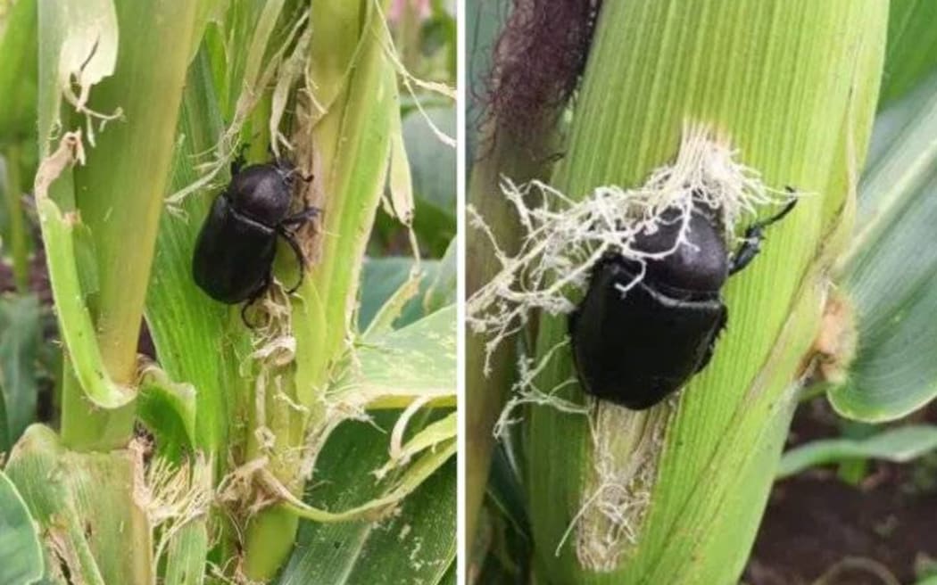 Coconut rhinoceros beetles are now attacking corn plantations on the island of Efate.