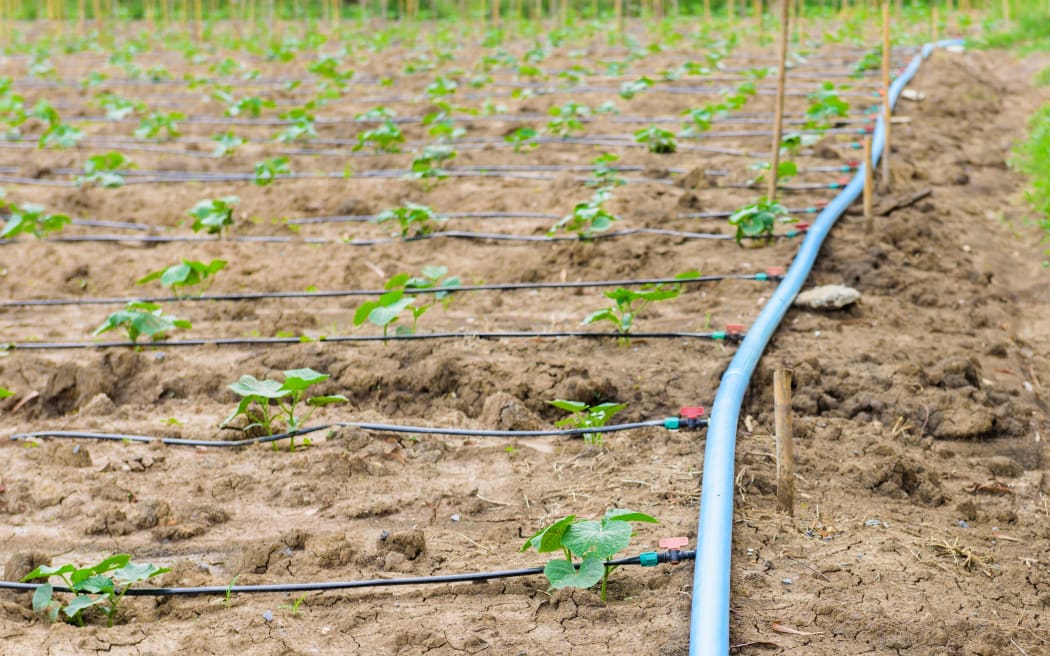 cucumber field growing with drip irrigation system in the countryside