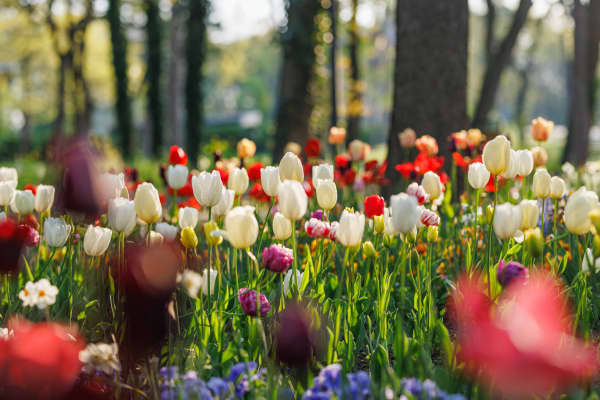 Splurge on bulbs now for spring colour.