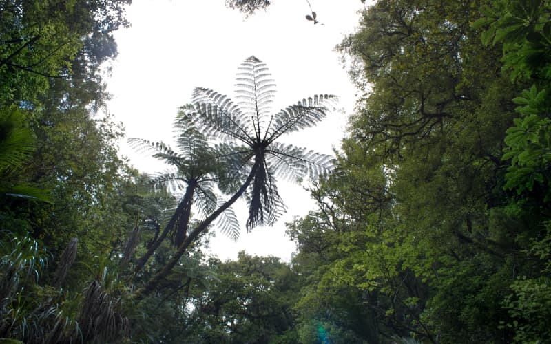 New Zealand Considers Major Changes to Nature Protection Laws