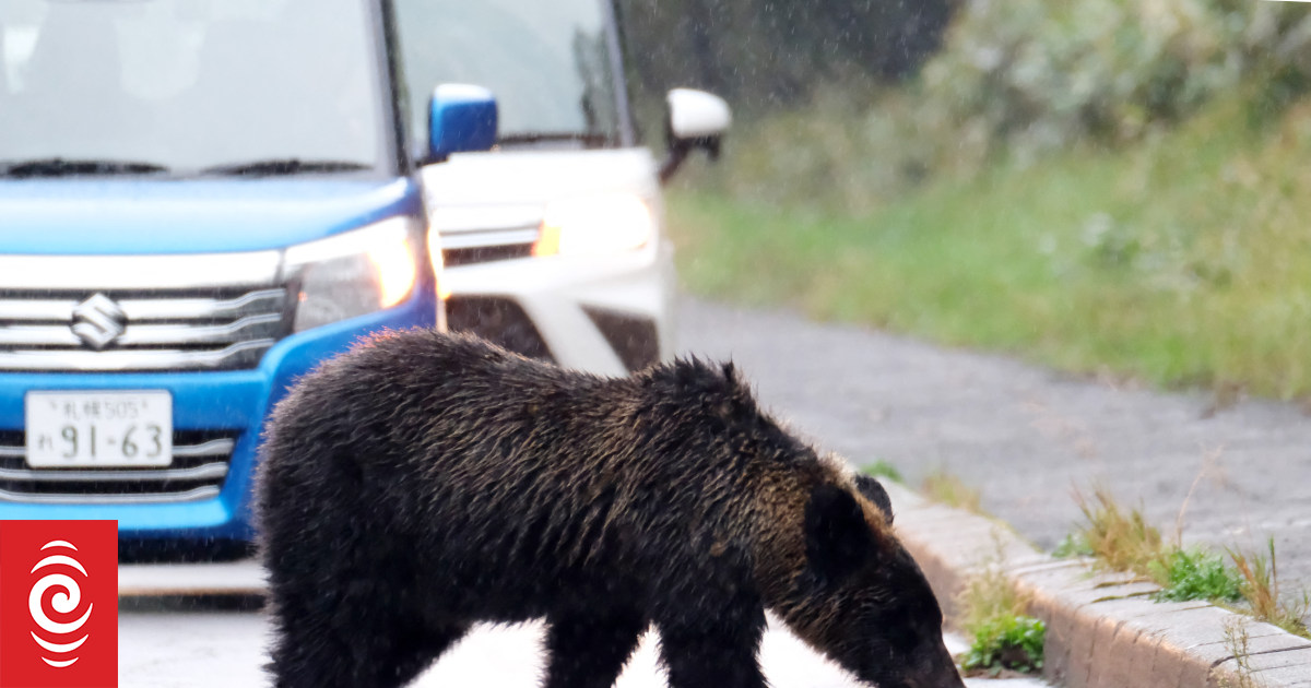 Japan has had a surge in fatal bear attacks. Now they're eating them.