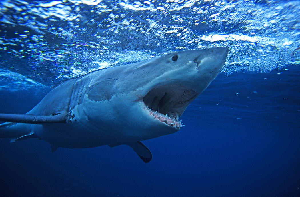 A great white shark, South Australia.