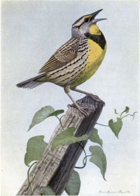 Carol the Meadow Lark. Illustration by Louis Agassiz Fuertes of an Eastern Meadowlark (Sturnella magna), from The Burgess Bird Book for Children