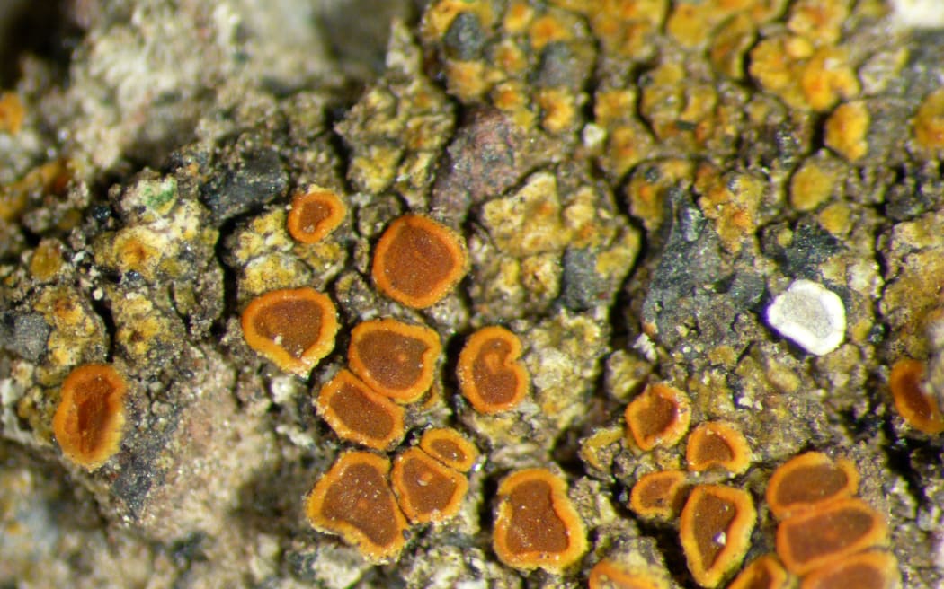 Waitakere Firedot Lichen
