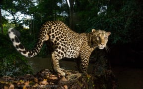 African Leopard (Panthera pardus) male crossing log bridge over river in tropical rainforest, Lope National Park, Gabon